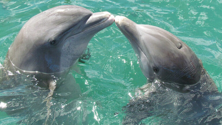 डॉल्फ़िन (Dolphins)
